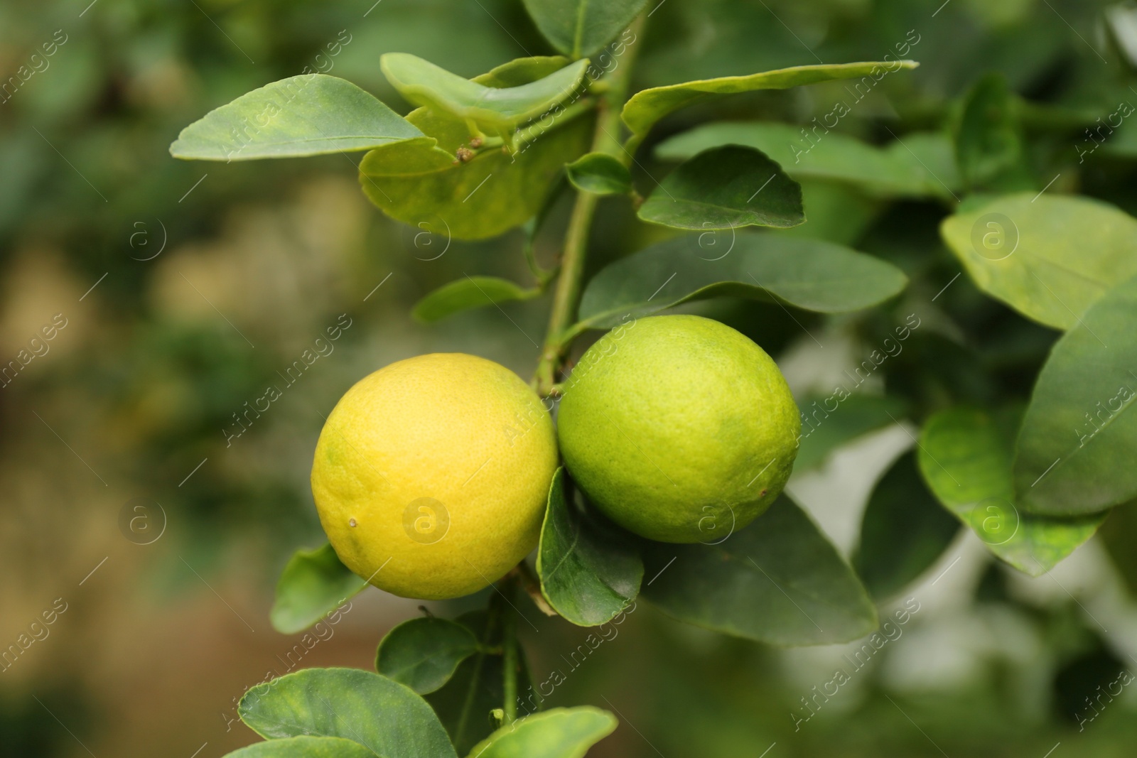 Photo of Ripe limes growing on tree branch in garden, closeup