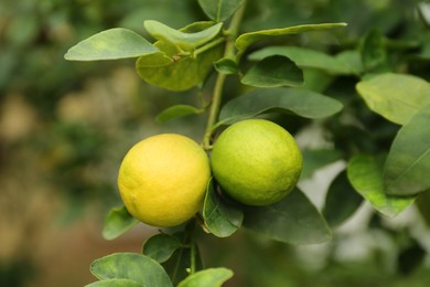 Ripe limes growing on tree branch in garden, closeup