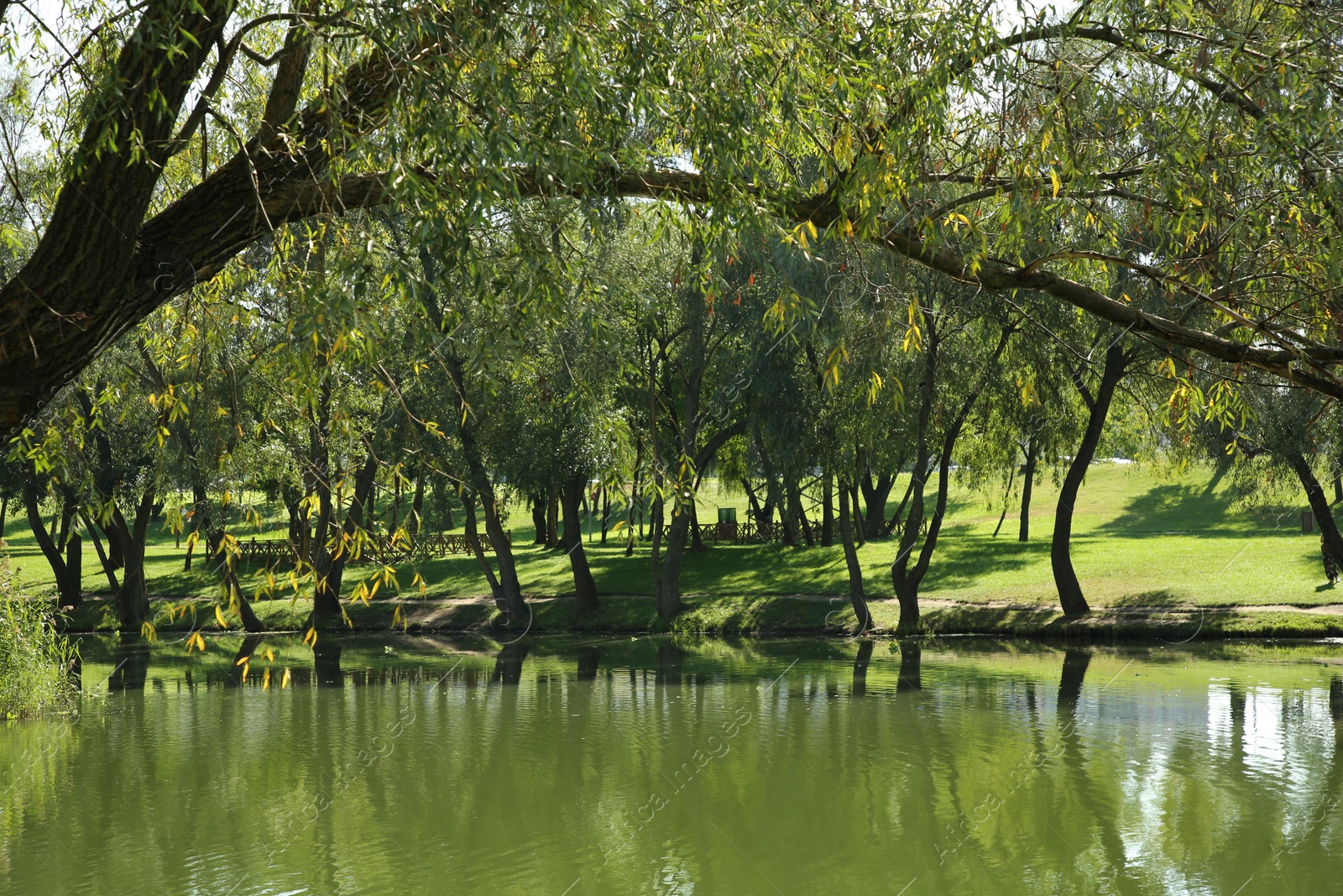 Photo of Quiet park with green trees and pond on sunny day