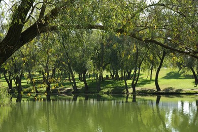 Quiet park with green trees and pond on sunny day