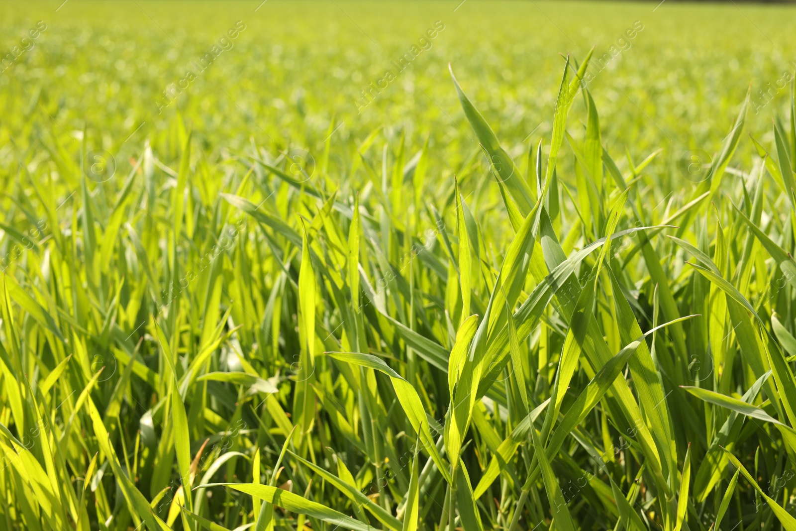 Photo of Beautiful lawn with green grass outdoors, closeup