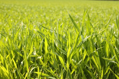 Beautiful lawn with green grass outdoors, closeup