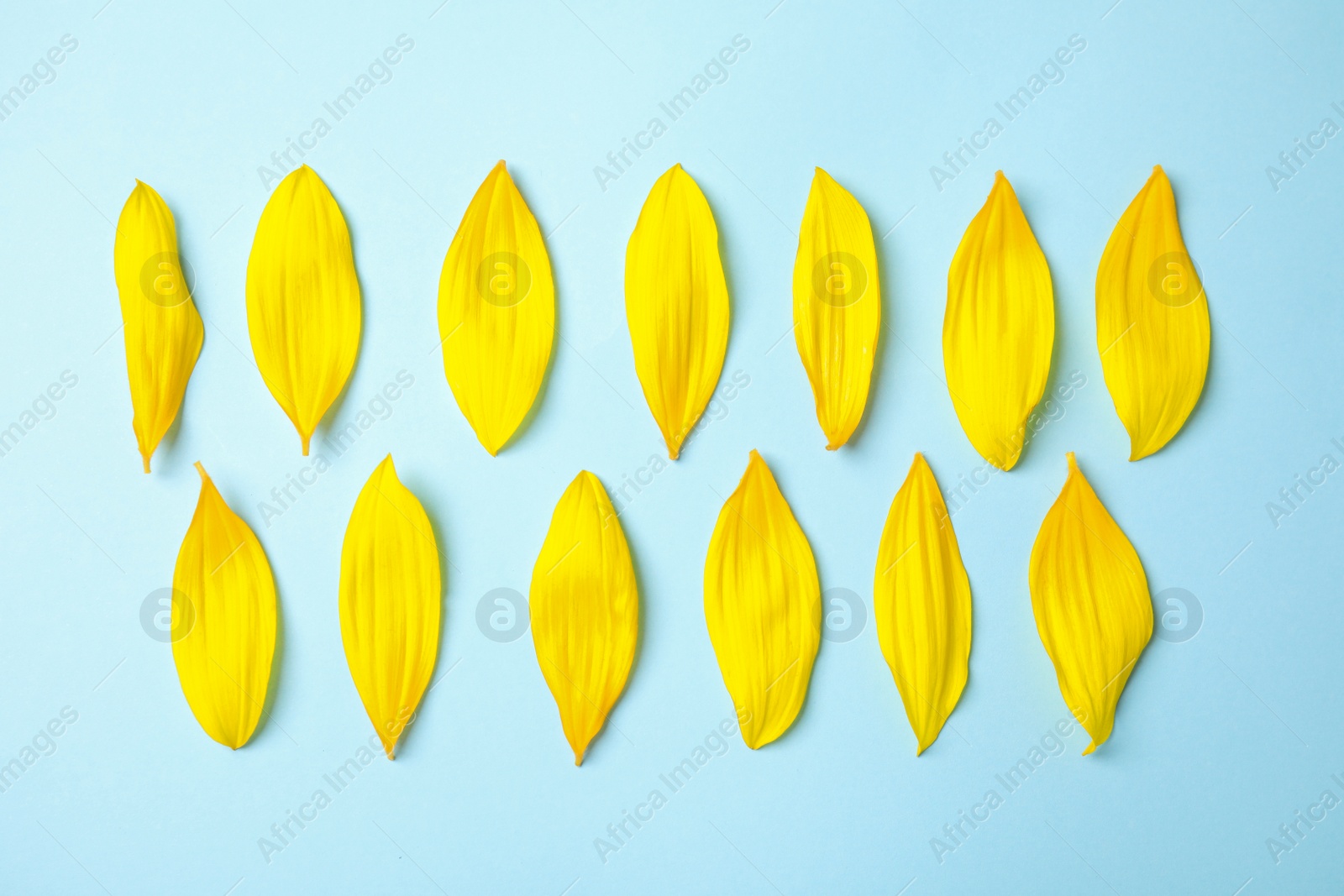 Photo of Fresh yellow sunflower petals on light blue background, flat lay