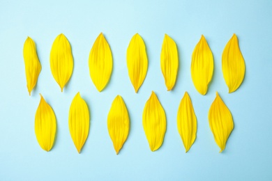 Fresh yellow sunflower petals on light blue background, flat lay