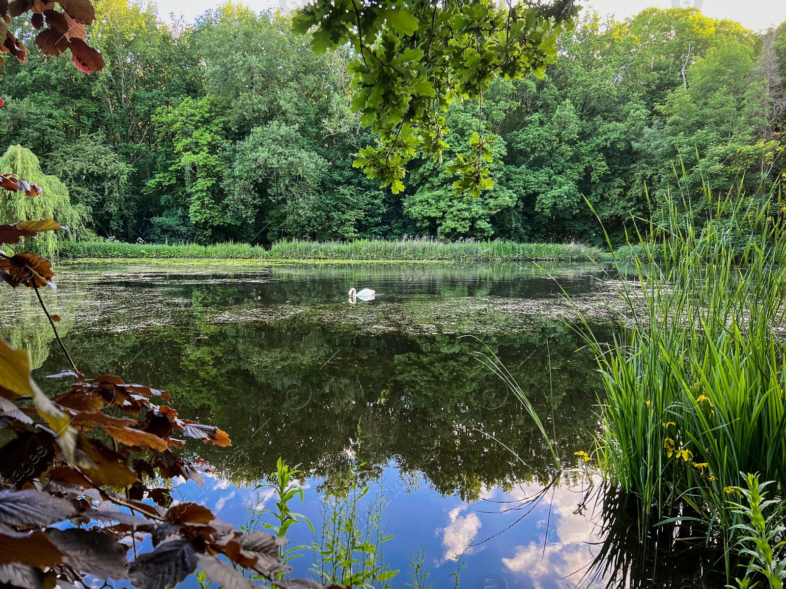 Photo of Beautiful white swan swimming in clean pond