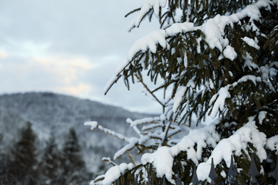 Photo of Fir tree branches covered with snow in forest on winter day