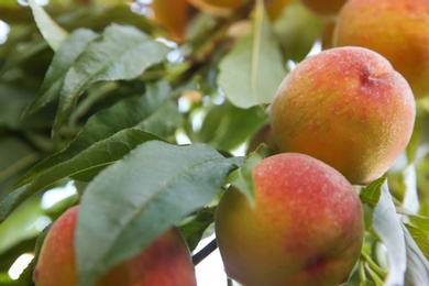 Photo of Ripe peaches on tree branch in garden, closeup