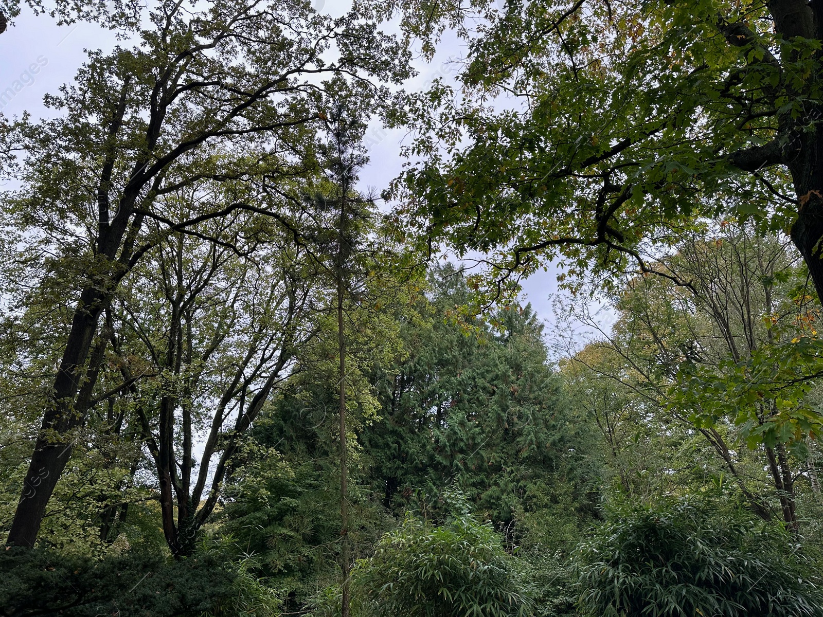 Photo of Many high trees and green bushes in beautiful park