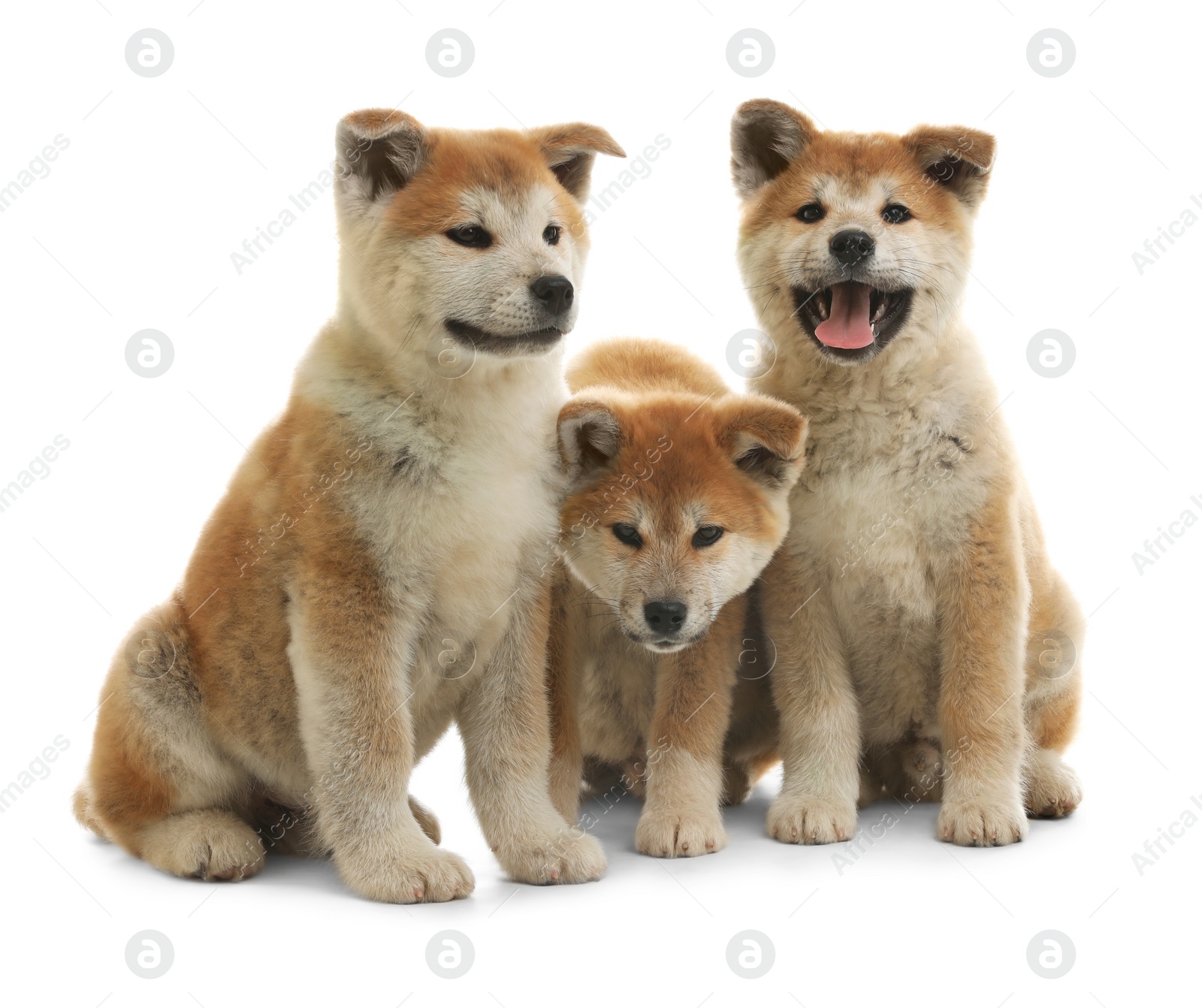 Photo of Cute akita inu puppies isolated on white