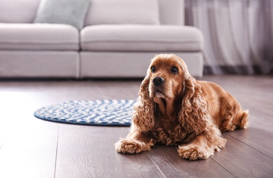 Photo of Cute Cocker Spaniel dog lying on warm floor indoors, space for text. Heating system