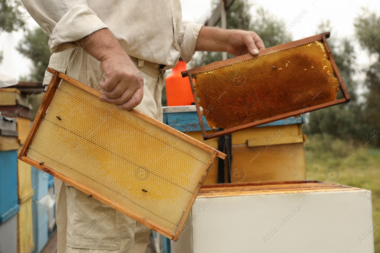 Photo of Beekeeper with hive frames at apiary, closeup. Harvesting honey