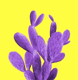 Beautiful violet cactus plant on yellow background