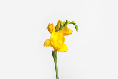 Photo of Beautiful blooming yellow freesia on light background