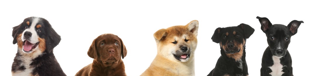 Cute funny dogs on white background. Banner design