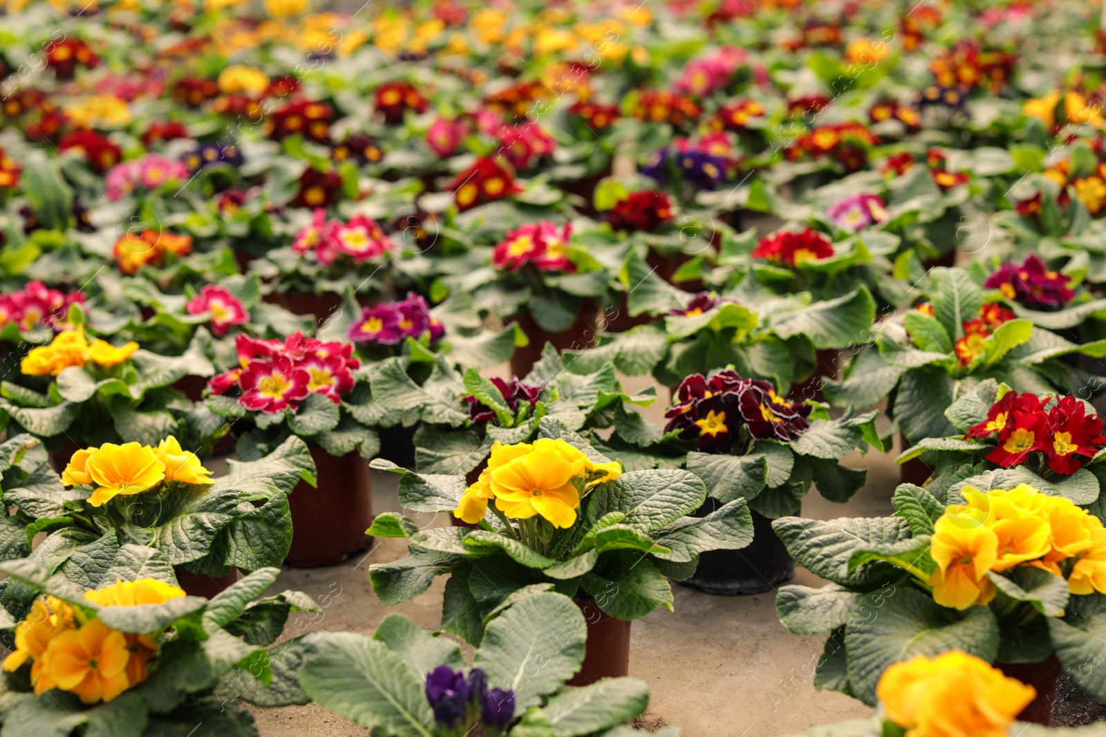 Photo of Many pots with blooming flowers on table in greenhouse. Home gardening