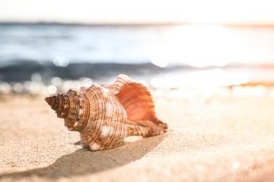 Photo of Beautiful exotic sea shell on sunlit sandy beach