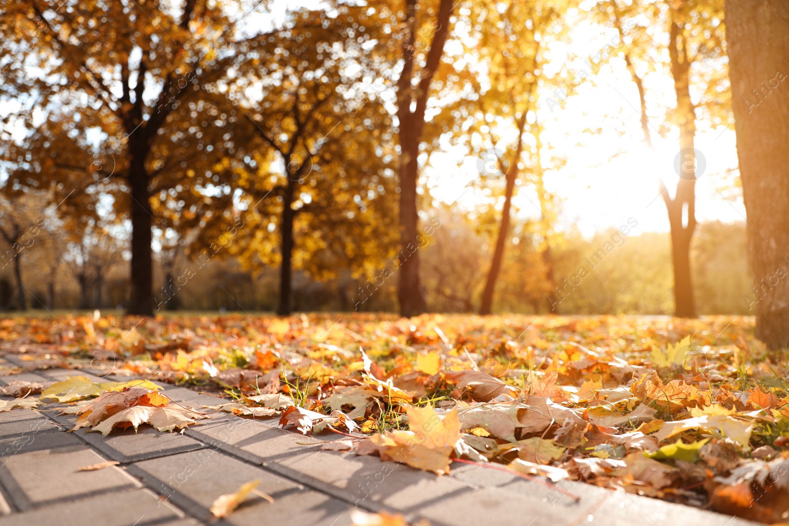 Photo of Beautiful leaves on ground in park. Autumn season