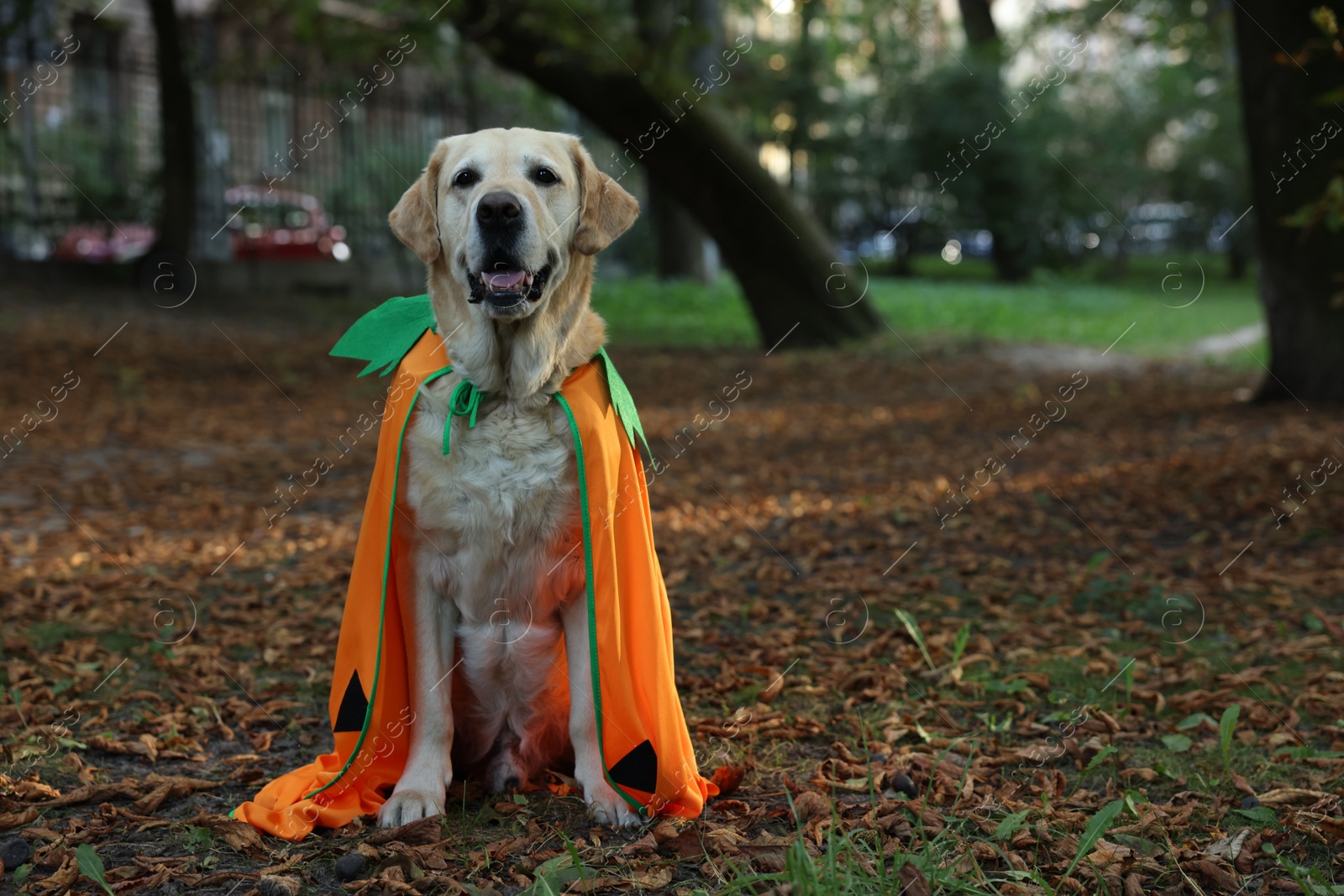 Photo of Cute Labrador Retriever dog wearing Halloween costume in autumn park. Space for text