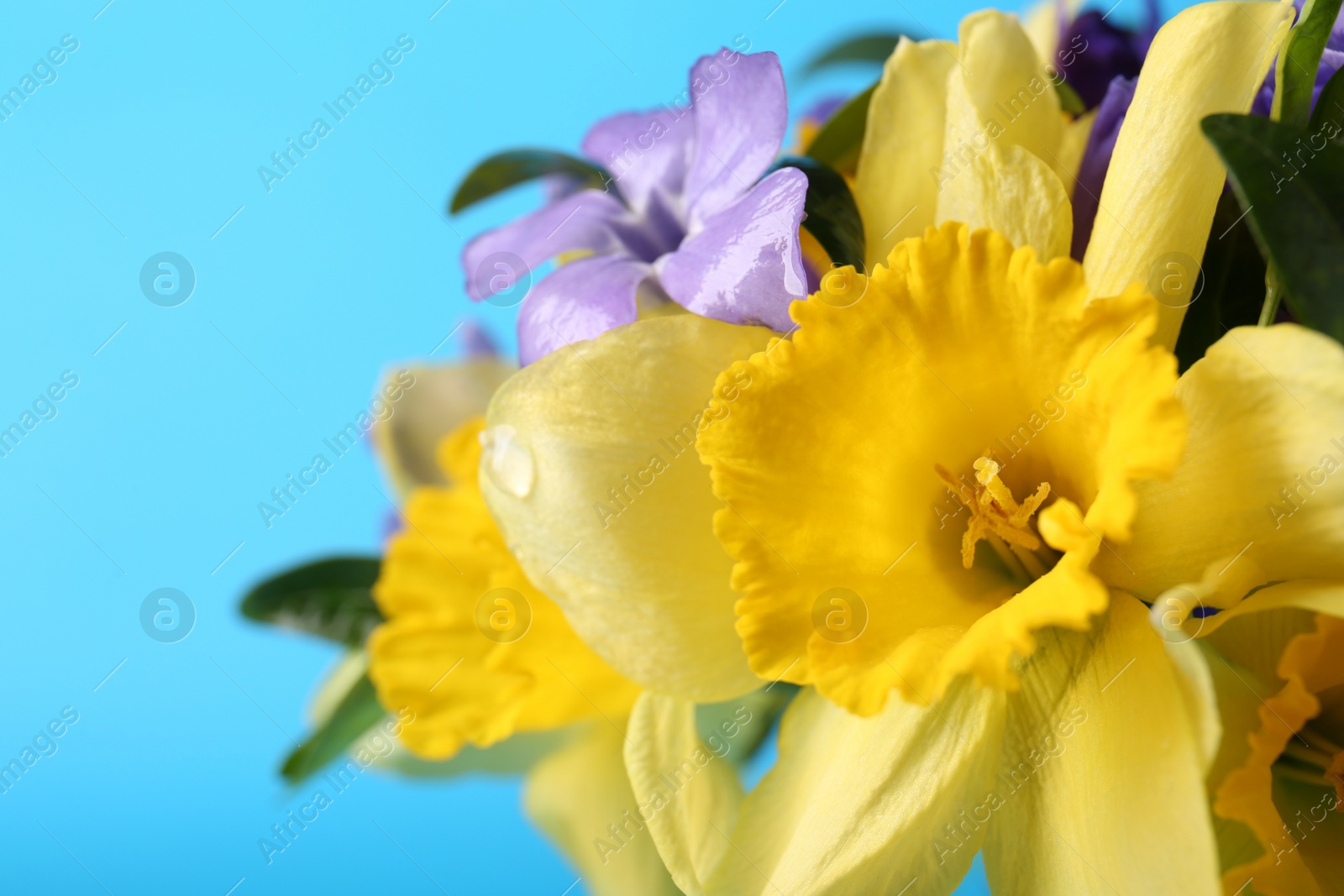 Photo of Bouquet of beautiful yellow daffodils and periwinkle flowers on light blue background, closeup. Space for text