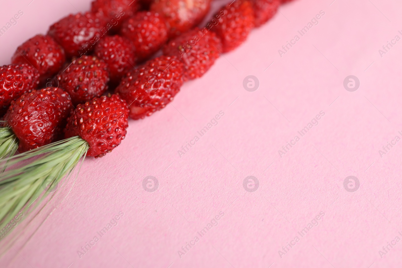 Photo of Grass stems with wild strawberries on pink table, closeup. Space for text