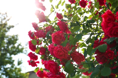 Photo of Green bush with beautiful blooming roses in garden on sunny day