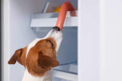Cute Jack Russell Terrier stealing sausages from refrigerator