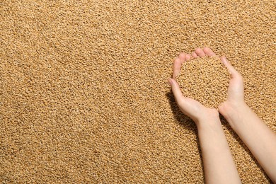 Photo of Woman holding wheat over grains, top view