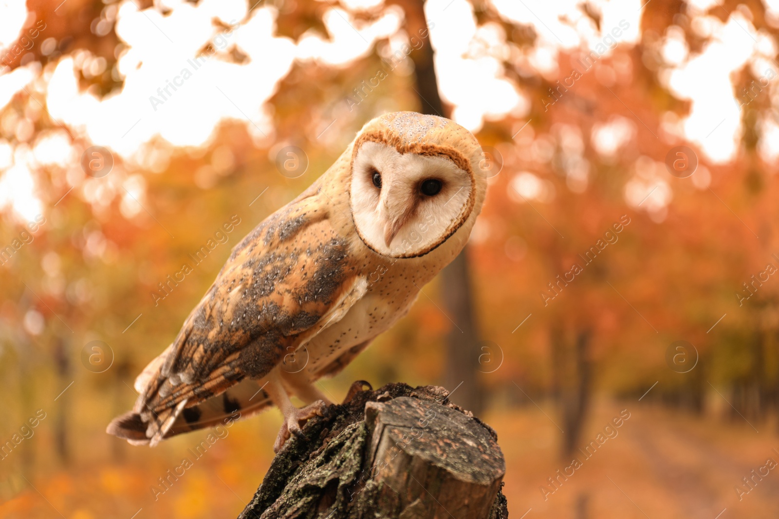 Photo of Beautiful common barn owl on tree outdoors