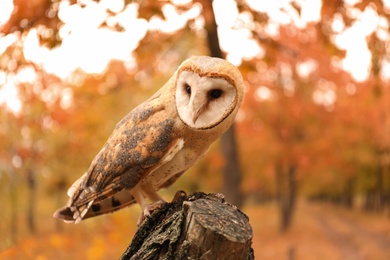 Photo of Beautiful common barn owl on tree outdoors