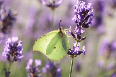 Beautiful butterfly in lavender field on sunny day, closeup