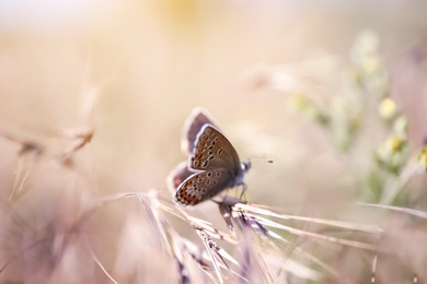 Beautiful Adonis blue butterfly on plant in field, closeup