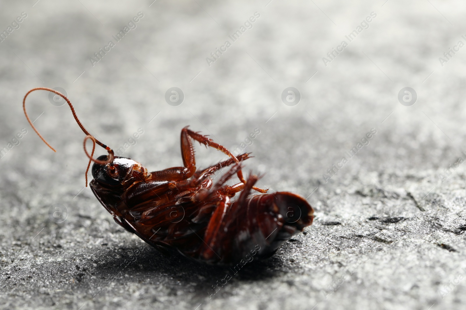 Photo of Dead brown cockroach on grey stone background, closeup. Pest control