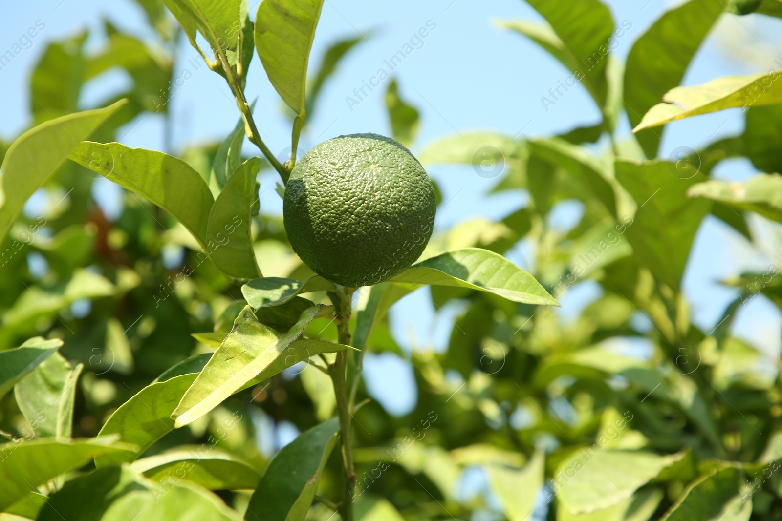 Photo of Unripe green tangerine growing on tree outdoors, space for text. Citrus fruit