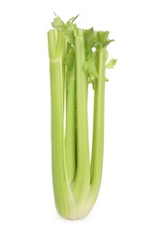 Fresh ripe green celery isolated on white