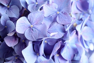 Photo of Beautiful lilac hortensia flowers as background, closeup