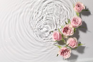 Photo of Beautiful roses in water on white background, top view. Space for text