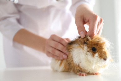 Female veterinarian examining guinea pig in clinic, closeup