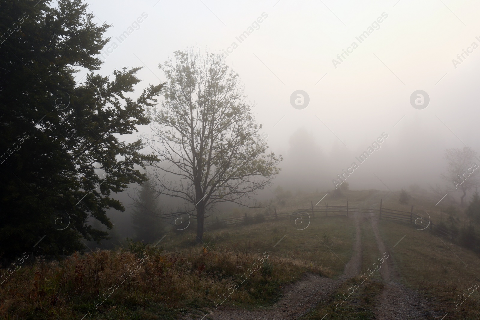 Photo of Picturesque view of path near foggy forest. Beautiful landscape