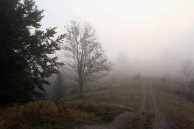Photo of Picturesque view of path near foggy forest. Beautiful landscape
