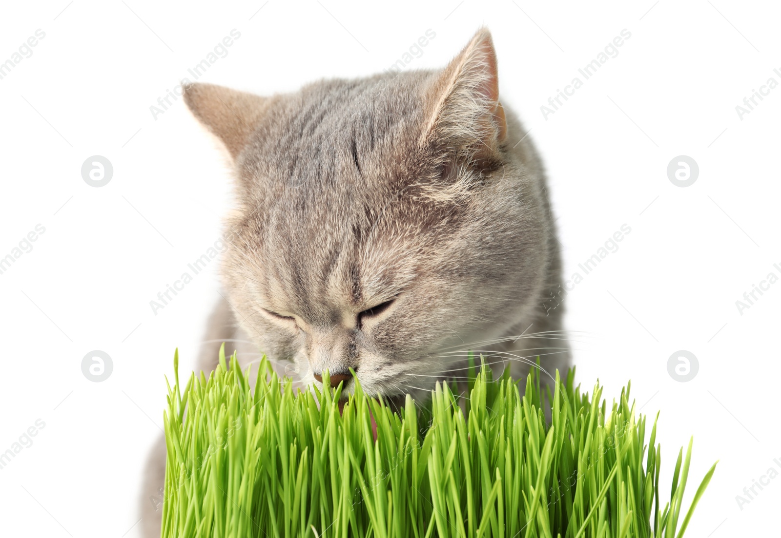 Photo of Cute cat and fresh green grass isolated on white