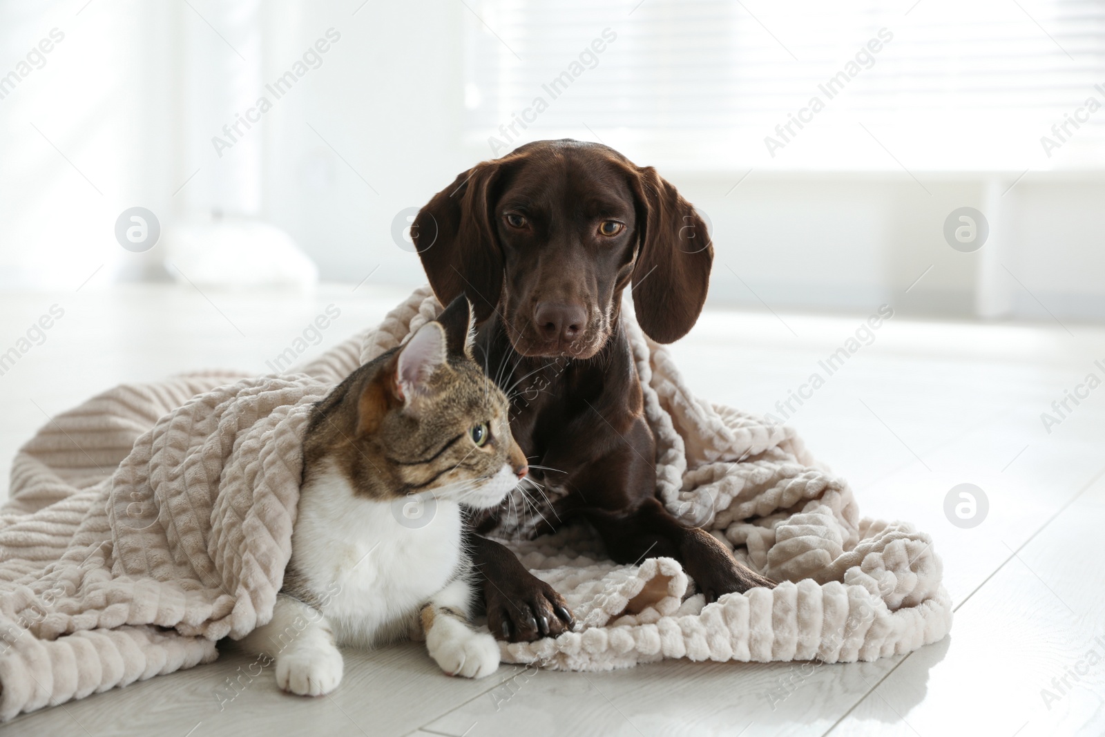 Photo of Adorable cat and dog together under plaid on floor indoors