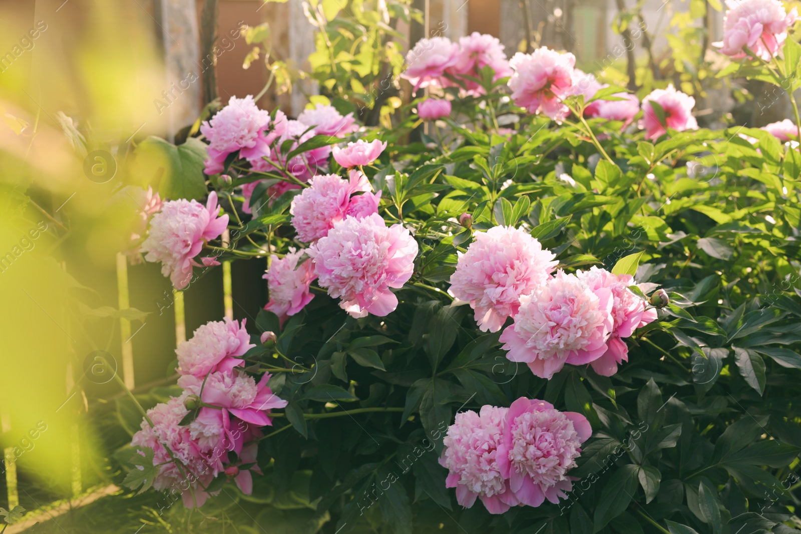 Photo of Blooming peony plant with beautiful pink flowers outdoors