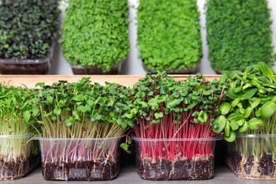 Photo of Fresh organic microgreens assortment on wooden table