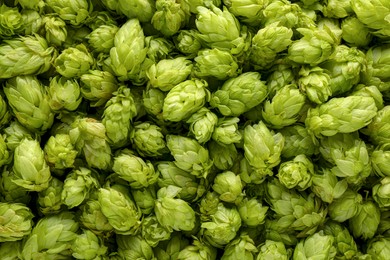 Photo of Fresh green hops as background, top view