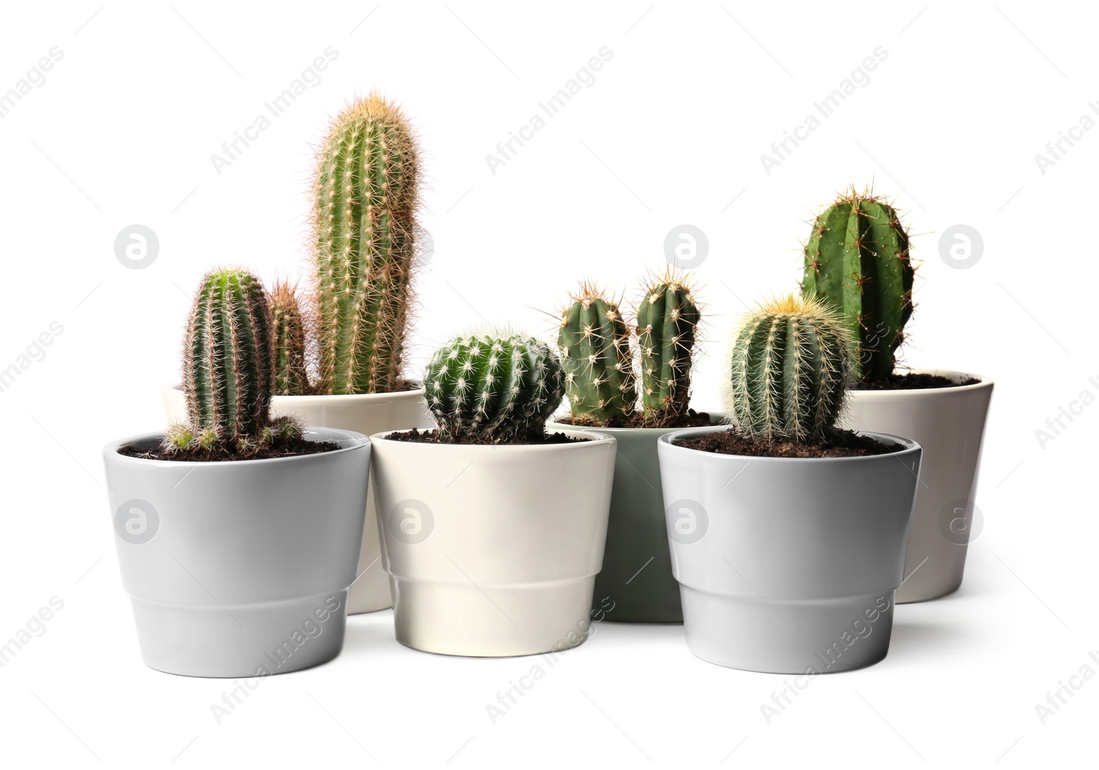 Photo of Many different cacti in pots on white background