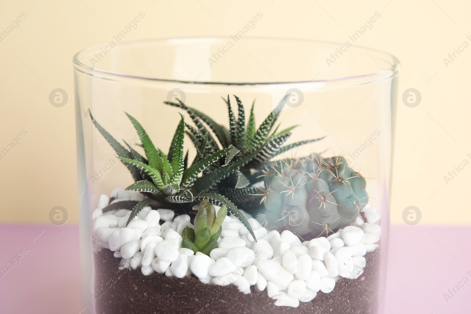 Photo of Glass florarium with different succulents on color background, closeup