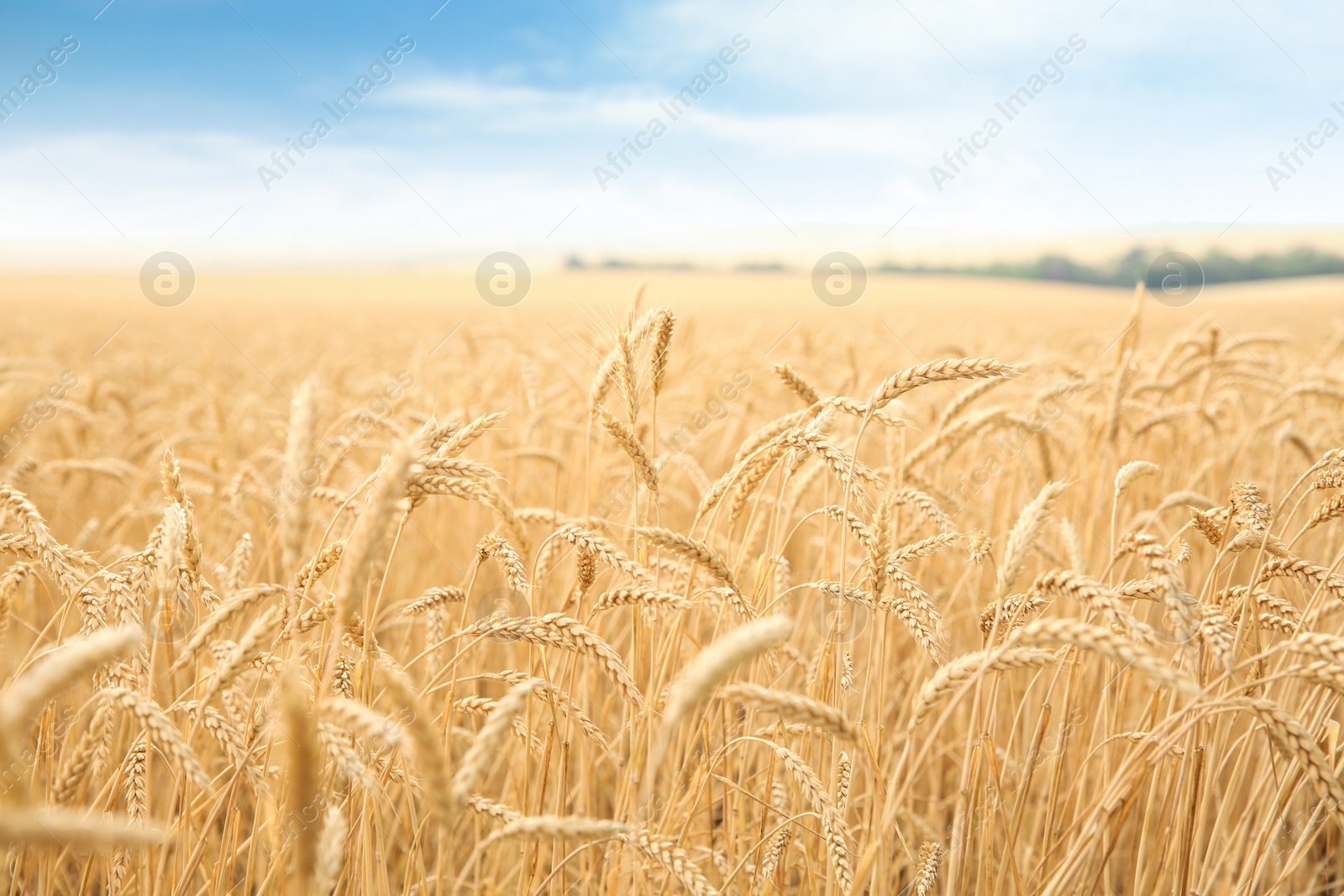 Photo of Wheat grain field on sunny day. Cereal farming