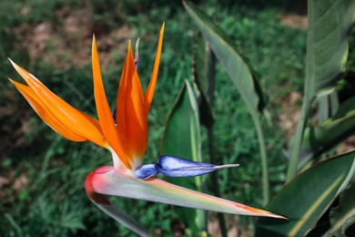 Photo of Beautiful blooming bird of paradise flower outdoors. Tropical plant