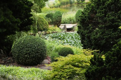 Beautiful garden with green plants and pond