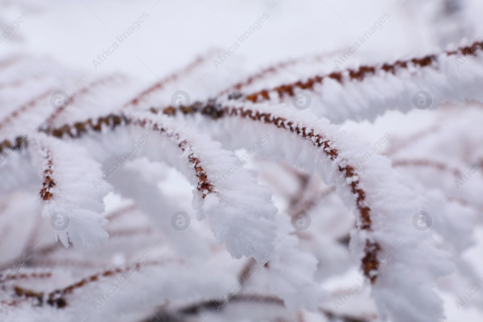 Photo of Tree branches covered with snow on winter day, closeup